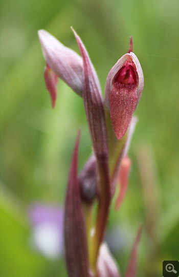 Serapias parviflora, Rionero Sannitico.