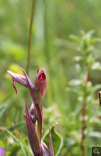 Serapias parviflora, Rionero Sannitico.