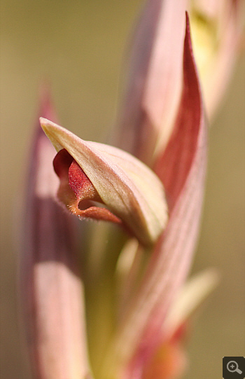 Serapias parviflora, Militsa.