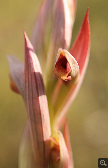 Serapias parviflora, Militsa.