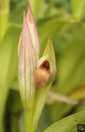 Serapias parviflora, Ampelokipi.