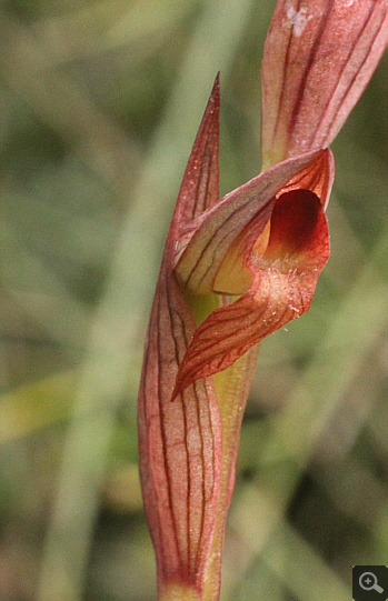 Serapias parviflora, Monemvasia.