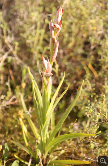 Serapias parviflora, Militsa.