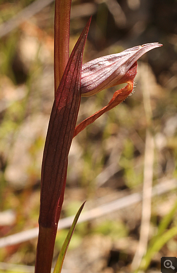 Serapias politisii, Agia Marina.