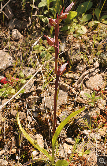 Serapias politisii, Agia Marina.