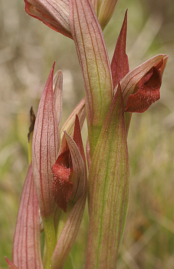 Serapias vomeracea, Punta Negra.