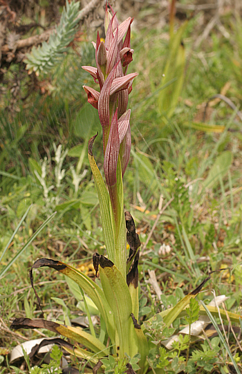 Serapias vomeracea, Punta Negra.