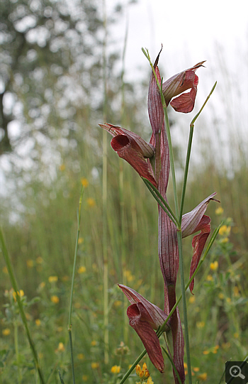 Serapias vomeracea, Cervaro.