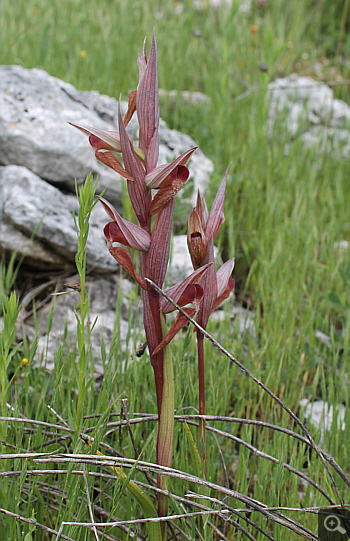 Serapias vomeracea, Cervaro.