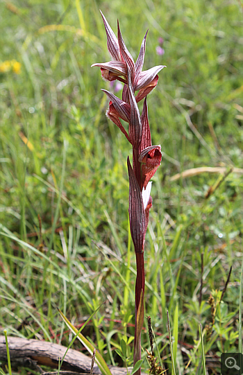 Serapias vomeracea, Rionero Sannitico.