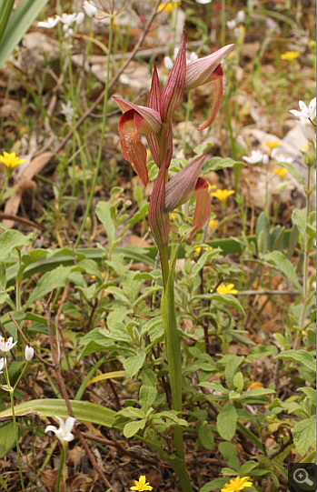 Serapias vomeracea, Markopoulo.