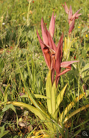 Serapias vomeracea, Militsa.