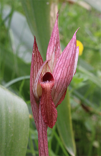 Serapias vomeracea subsp. longipetala, San Giovanni Rotondo.