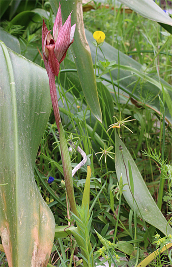 Serapias vomeracea subsp. longipetala, San Giovanni Rotondo.