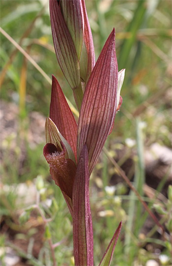 Serapias vomeracea subsp. longipetala, Altamura.