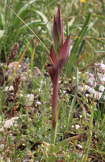 Serapias vomeracea subsp. longipetala, Altamura.