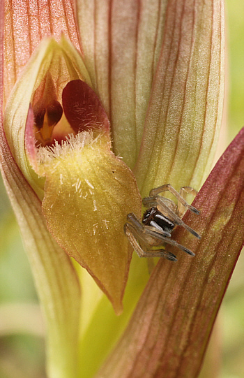 Serapias bergonii