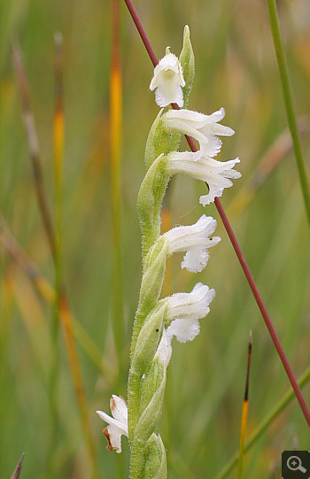 Spiranthes aestivalis, district Starnberg.