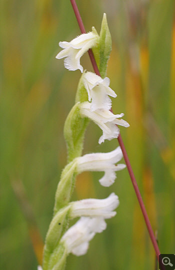 Spiranthes aestivalis, district Starnberg.