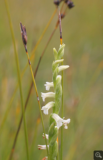 Spiranthes aestivalis, Landkreis Starnberg.