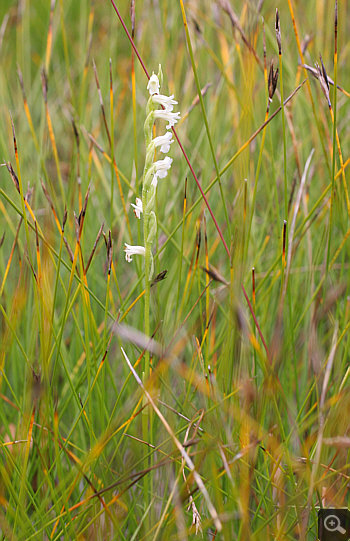 Spiranthes aestivalis, district Starnberg.