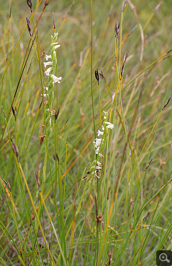 Spiranthes aestivalis, district Starnberg.