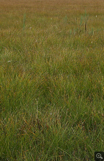 Spiranthes aestivalis, Landkreis Starnberg.