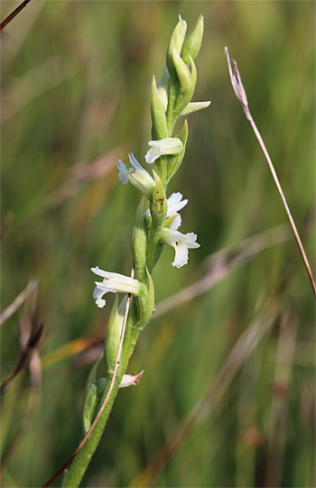 Spiranthes aestivalis, Chiemsee.