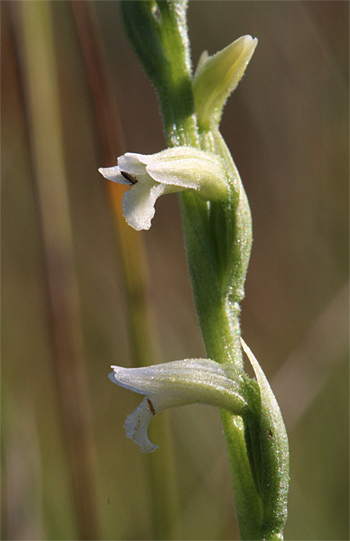 Spiranthes aestivalis, Chiemsee.