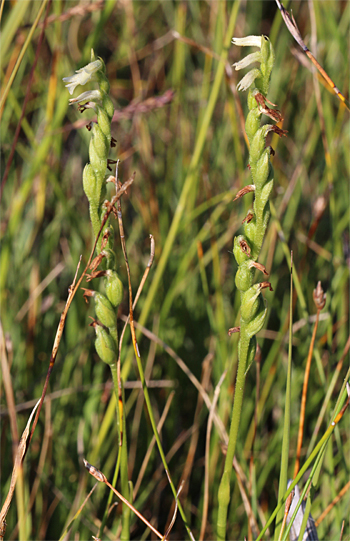 Spiranthes aestivalis, Chiemsee.