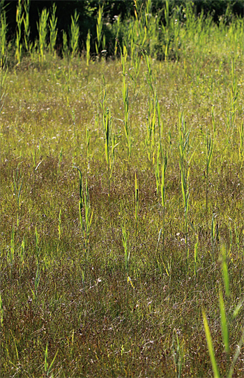 Spiranthes aestivalis, Chiemsee.