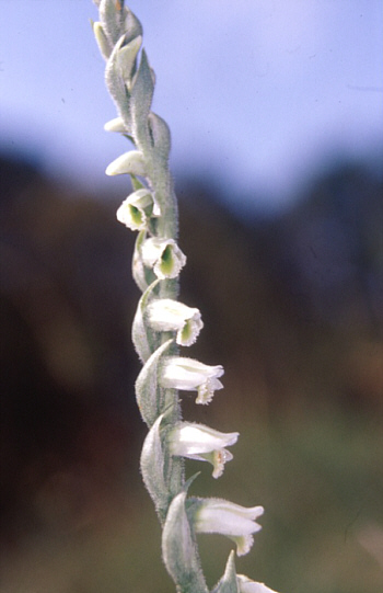 Spiranthes spiralis, district Heidenheim.