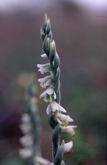 Spiranthes spiralis, district Heidenheim.