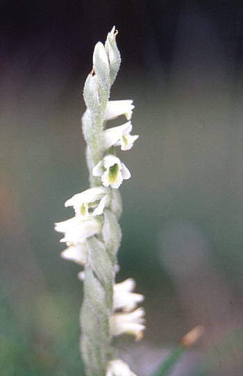 Spiranthes spiralis, district Heidenheim.