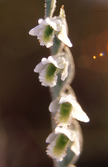 Spiranthes spiralis, district Heidenheim.