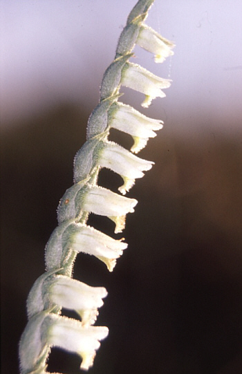 Spiranthes spiralis, district Heidenheim.