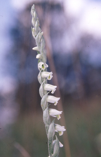 Spiranthes spiralis, Landkreis Heidenheim.