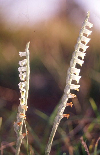 Spiranthes spiralis, district Heidenheim.