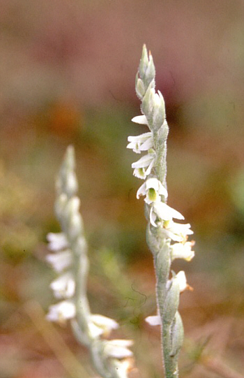 Spiranthes spiralis, district Heidenheim.