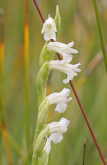 Spiranthes aestivalis