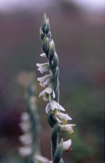 Spiranthes spiralis