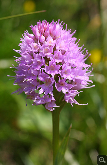 Traunsteinera globosa, Nebelhorn.