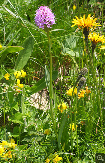 Traunsteinera globosa, Nebelhorn.