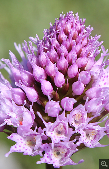 Traunsteinera globosa, Schafberg.