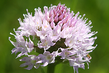 Traunsteinera globosa, Vela Ucka.