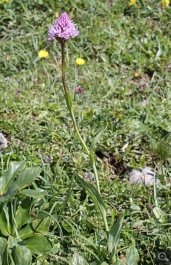 Traunsteinera globosa, Schafberg.