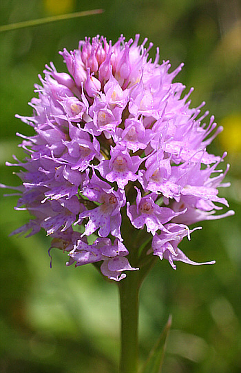 Traunsteinera globosa