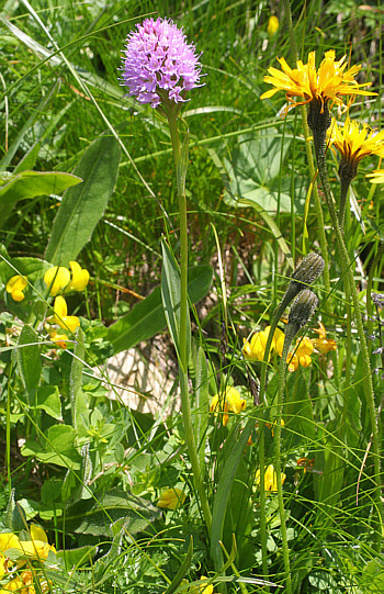 Traunsteinera globosa