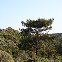 Phrygana-Landschaft bei Mesanagros, Refugium zahlreicher Orchideen.