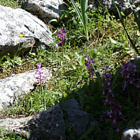 Numerous Orchis anatolica on the Profitis Ilias.